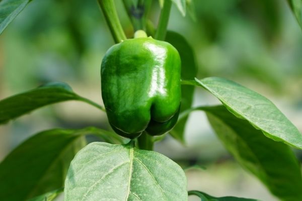 Komunikat warzywniczy 19.06.2020/ plantacje tunelowe papryki i ogórki